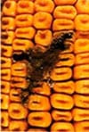 Aspergillus flavus: known aflatoxin producer