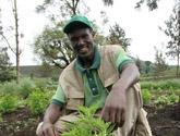Artemisia Farming Opens Door to a Better Life