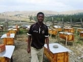 Honey Industry Offers Swaziland a Sweet Future