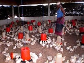 Poultry Promotes Prosperity in Mozambique
