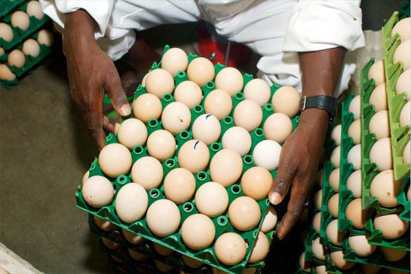 small business in zimbabwe One of the worst things a would-be business owner can do is to go into a small business without considering the challenges ahead. small business in zimbabwe One of the worst things a would-be business owner can do is to go into a small business without considering the challenges ahead.