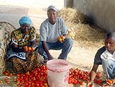 Tomato Farmers Reach New Markets in Tanzania