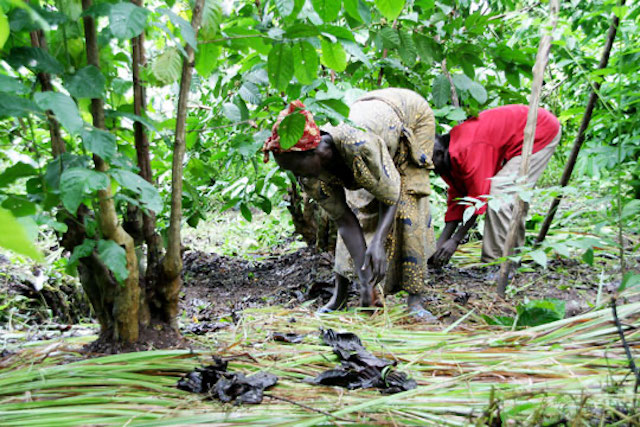 Coffee farmers in South Sudan