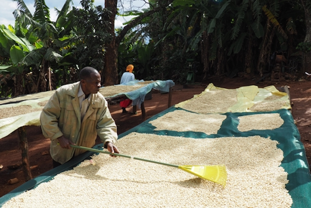 A coffee farmer in Zimbabwe's Honde Valley