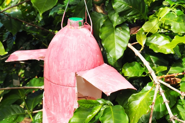 A coffee berry borer insect trap 