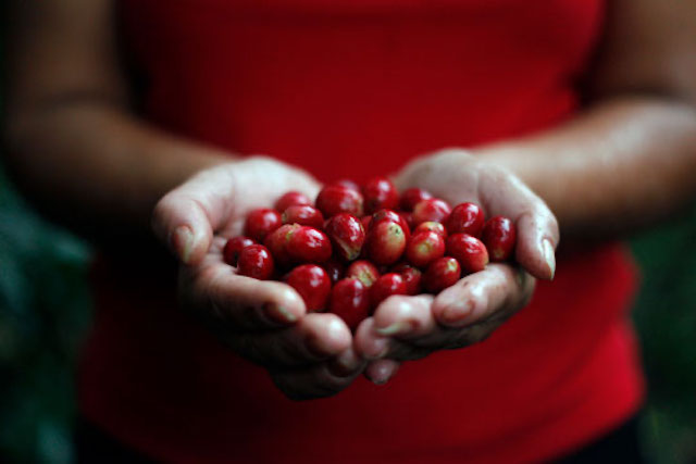 A woman holds a handful of coffee cherries