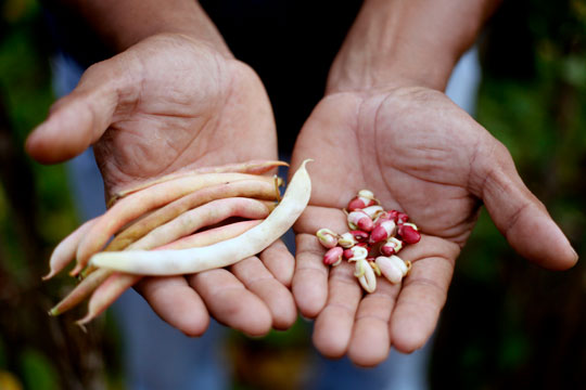 Beans grown through the MAS program in Honduras