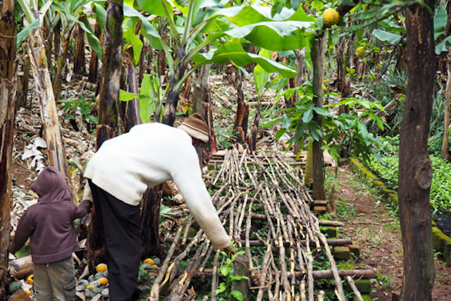 A small coffee nursery in Zimbabwe