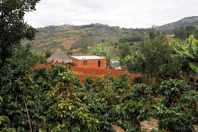 A landscape in Zimbabwe's Honde Valley 