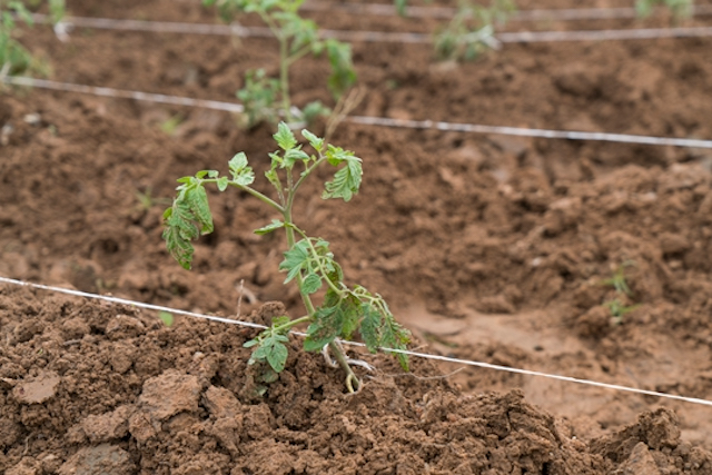 A tomato plant grows in Nigeria