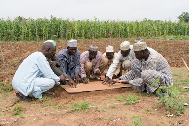 Smallholder farmers sow tomato seeds at nursery using a sowing board