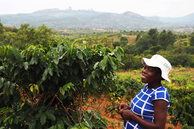 Tanyaradzwa Makina, a coffee farmer in Zimbabwe’s eastern Manicaland province. 