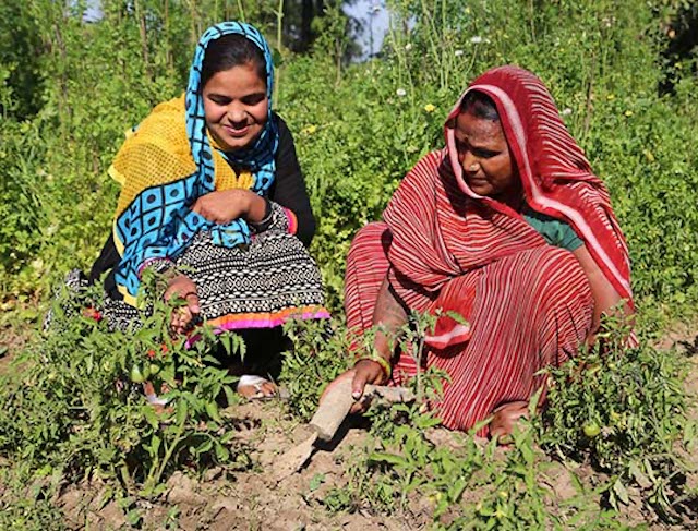 Rachna training in organic kitchen gardening in Madhya Pradesh, India