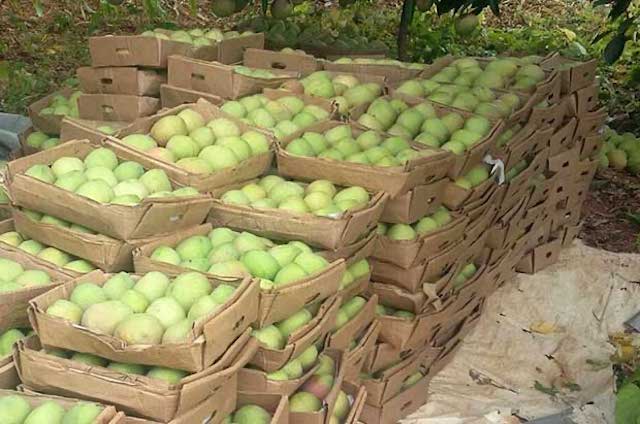 Batch of mangos ready for packaging