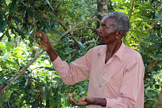 macadamia tree in Kenya