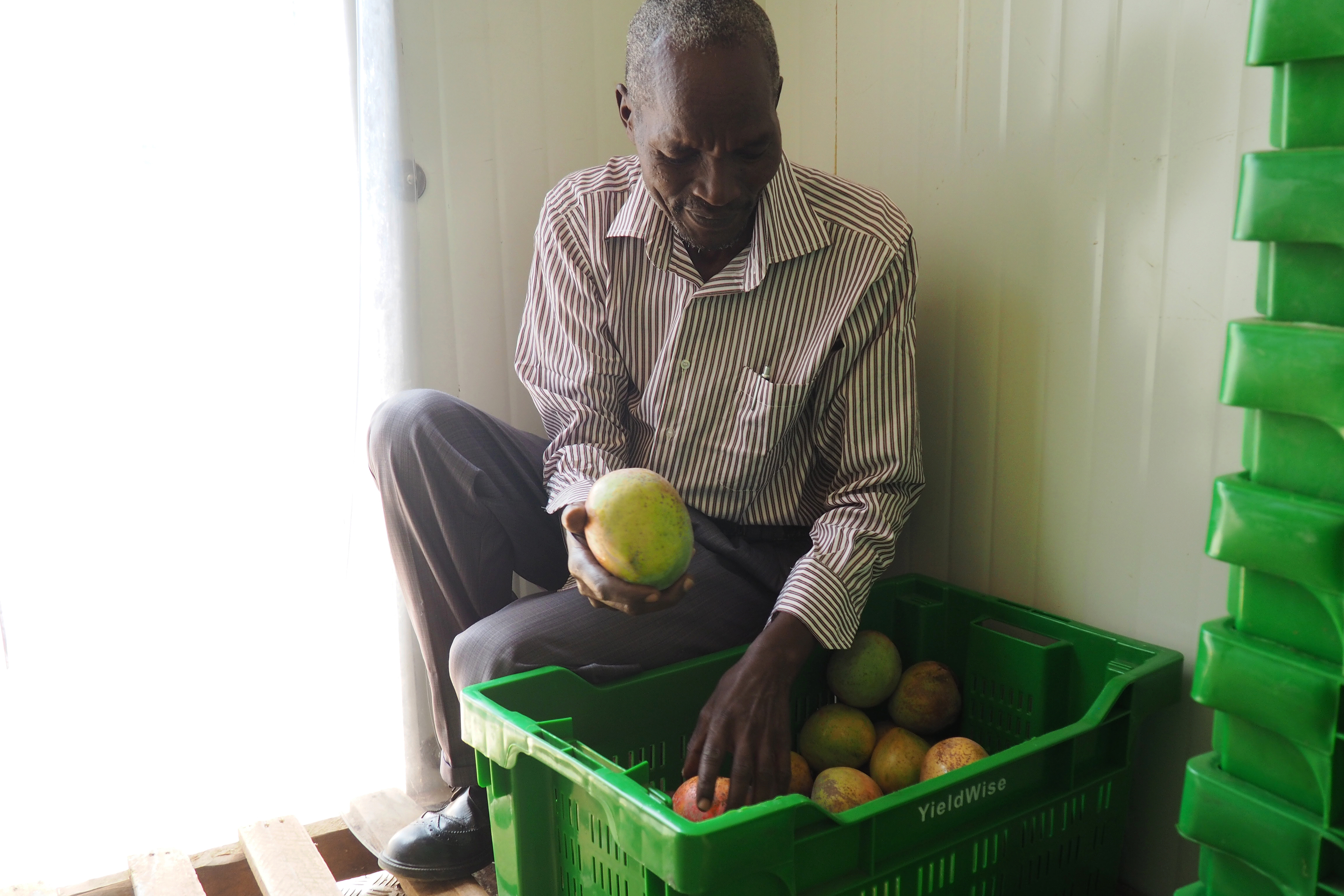 John Musomba displaying mango harvest at his farmer group