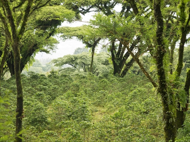 Ethiopian forest near where Tadelech Ewdanke lives