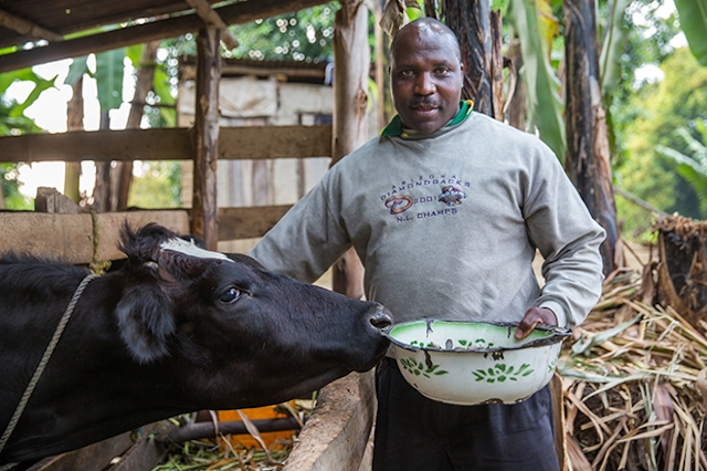 Man giving water to his cattle 