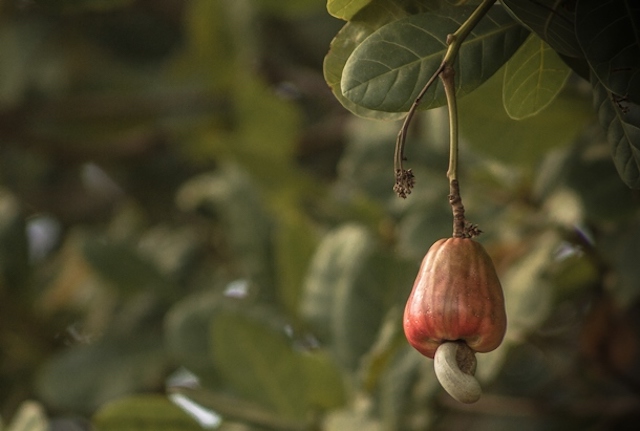 Cashew nut growing off a tree in Benin