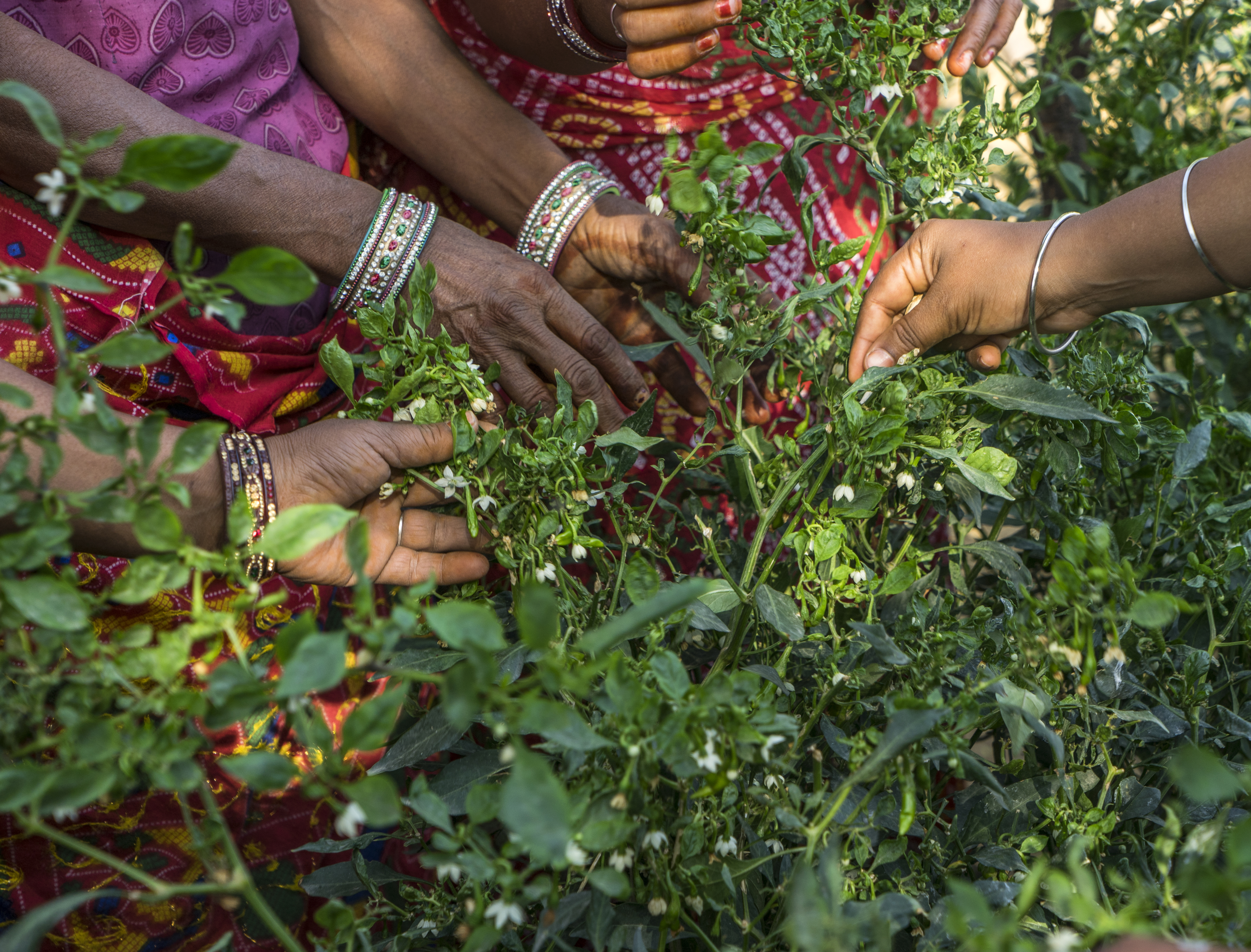 Women Cultivate Backyard Bounty Technoserve Business Solutions Women Partiting In Technoserve S Sustainable Guar Initiative Tend To Chili Plants A Garden Bamanwali Village Located The Bikaner District Of
