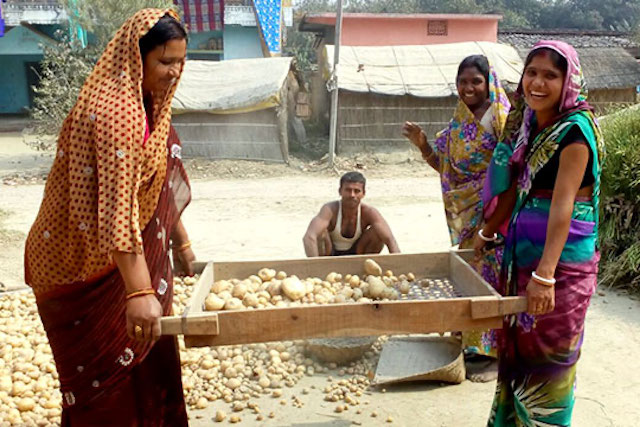 Potato farmers in Bihar