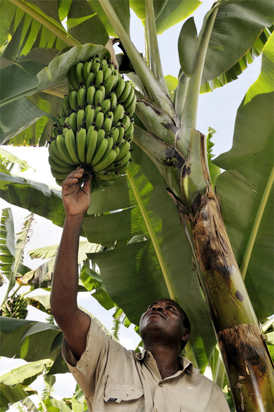 Photo of the Week A Better Banana Industry in Uganda TechnoServe