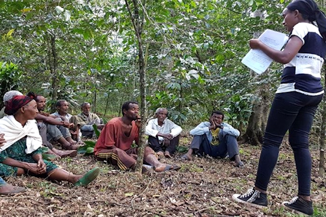 Local advisory group discussing maize production