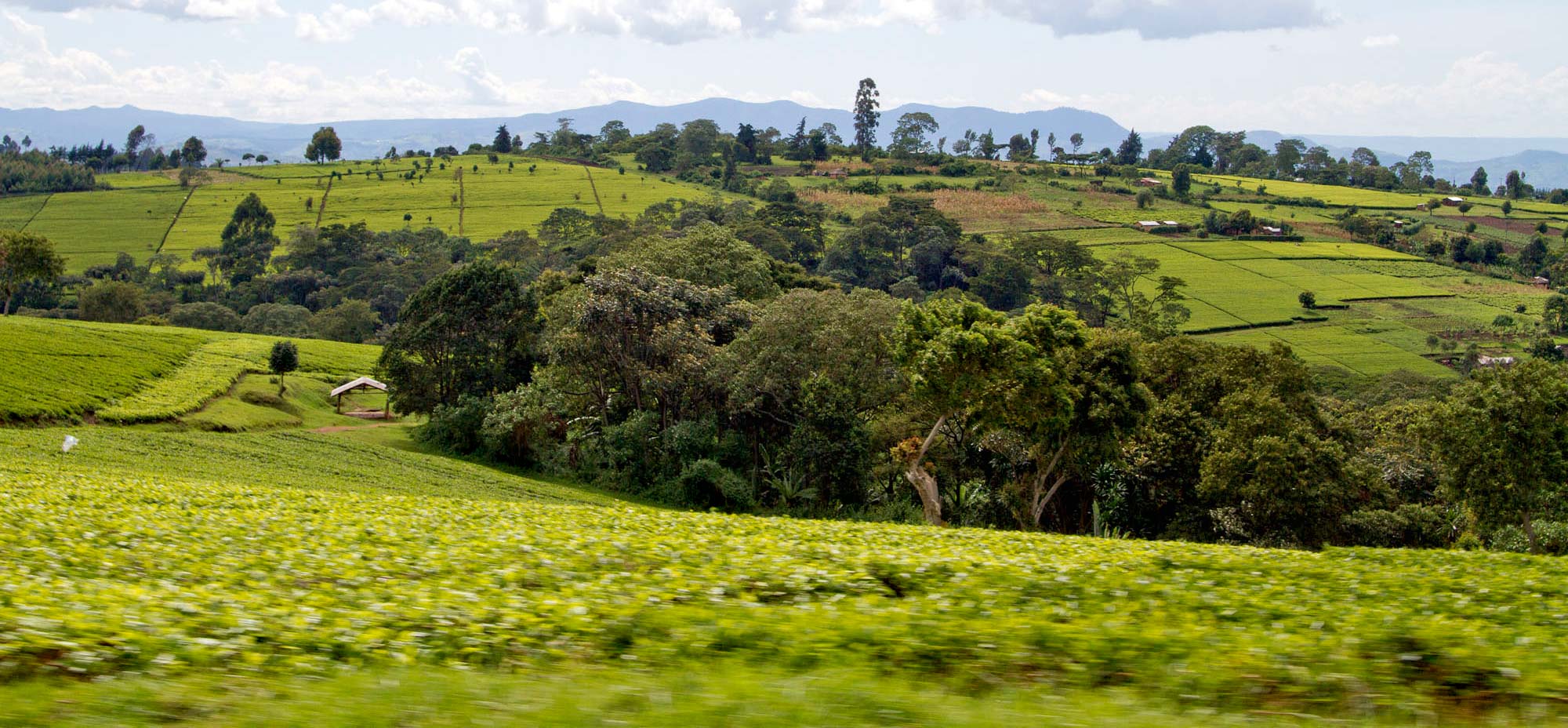 African landscape and farm