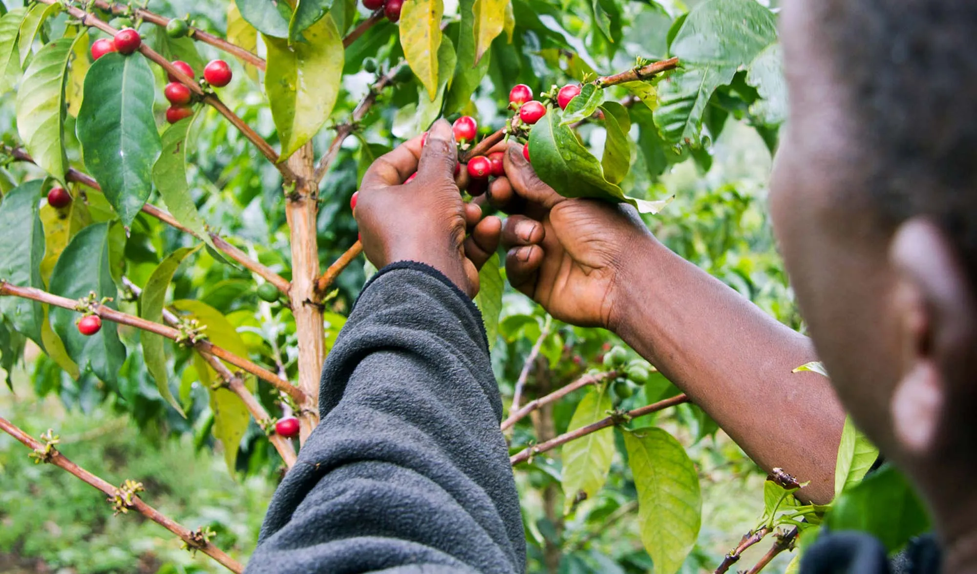 Farmer picking coffee cherries in kenya