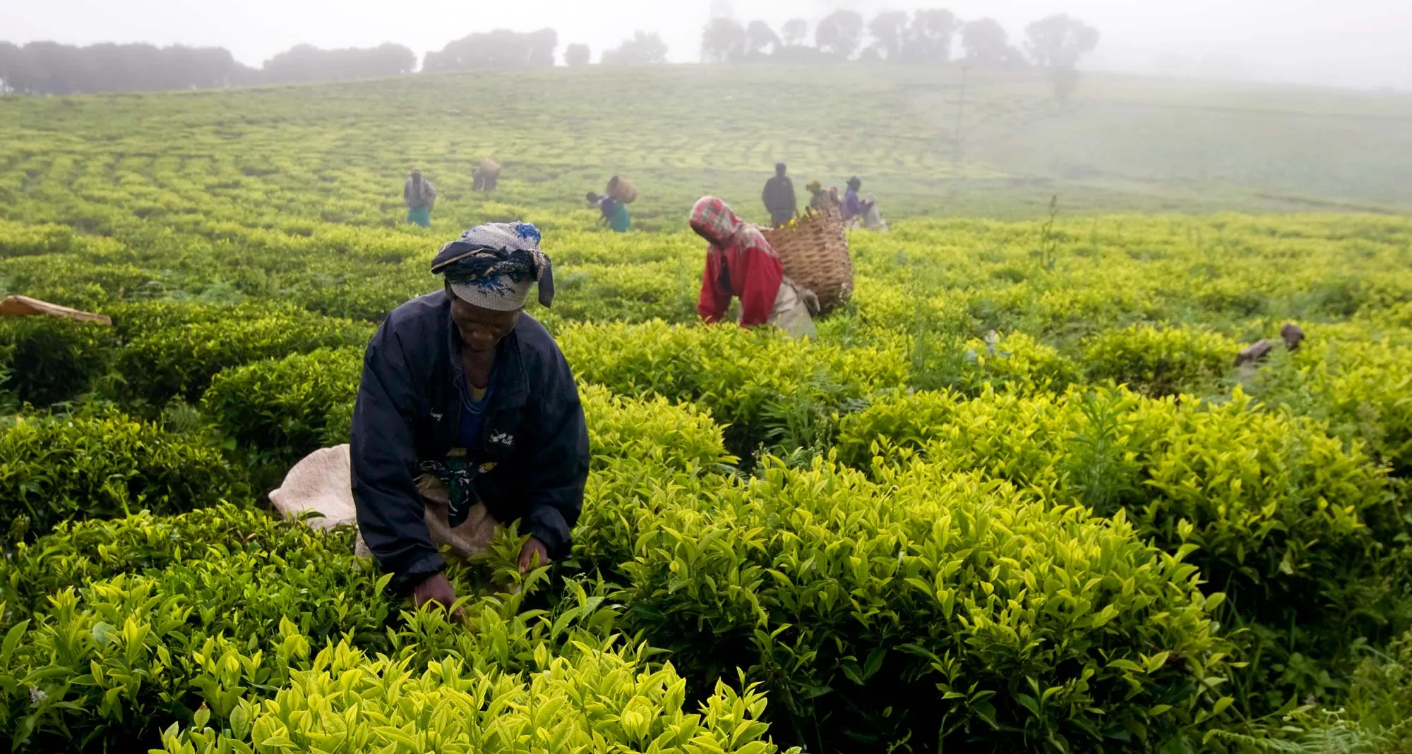 Vast farmland in Tanzania
