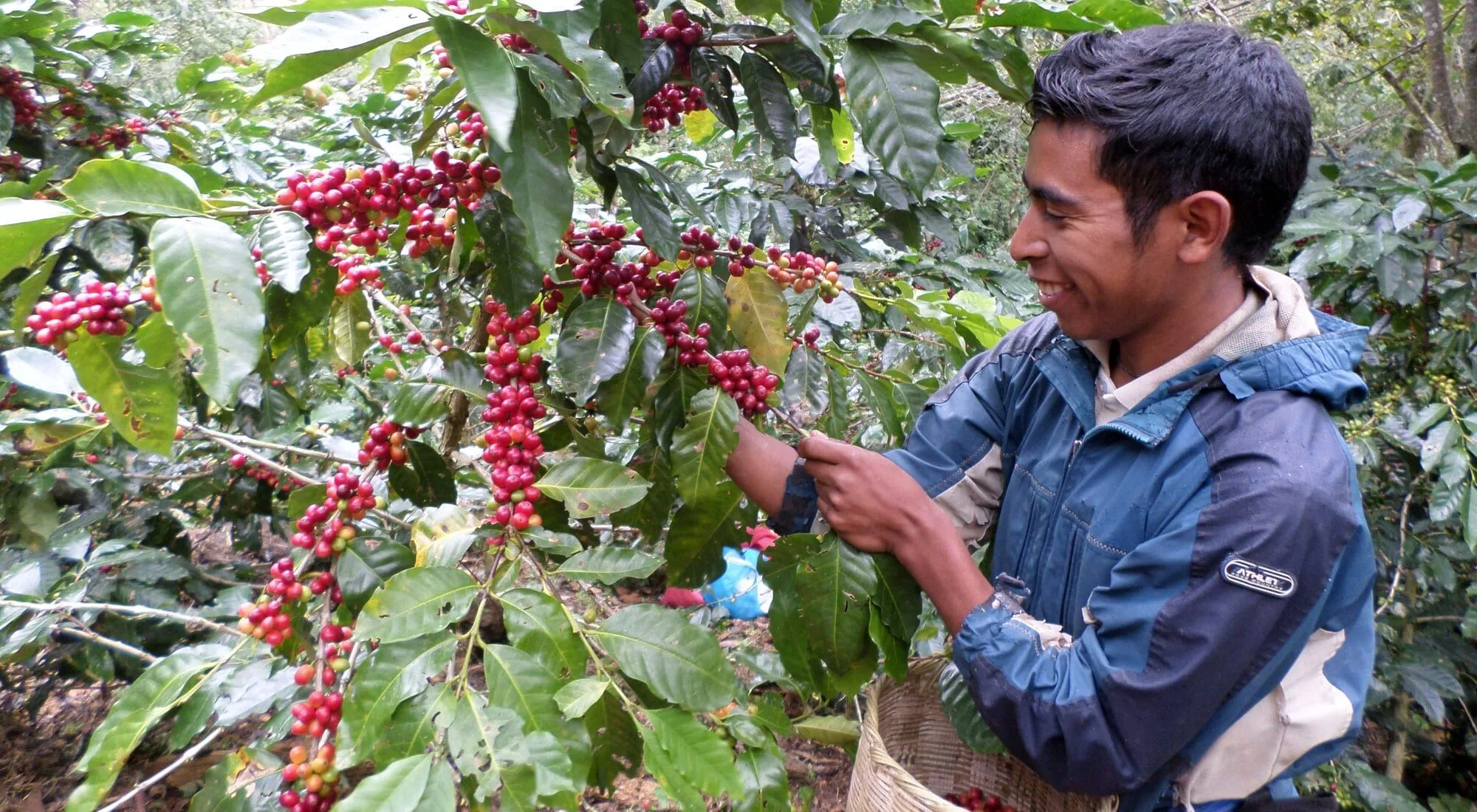 Man inspecting coffee cherries in Honduras