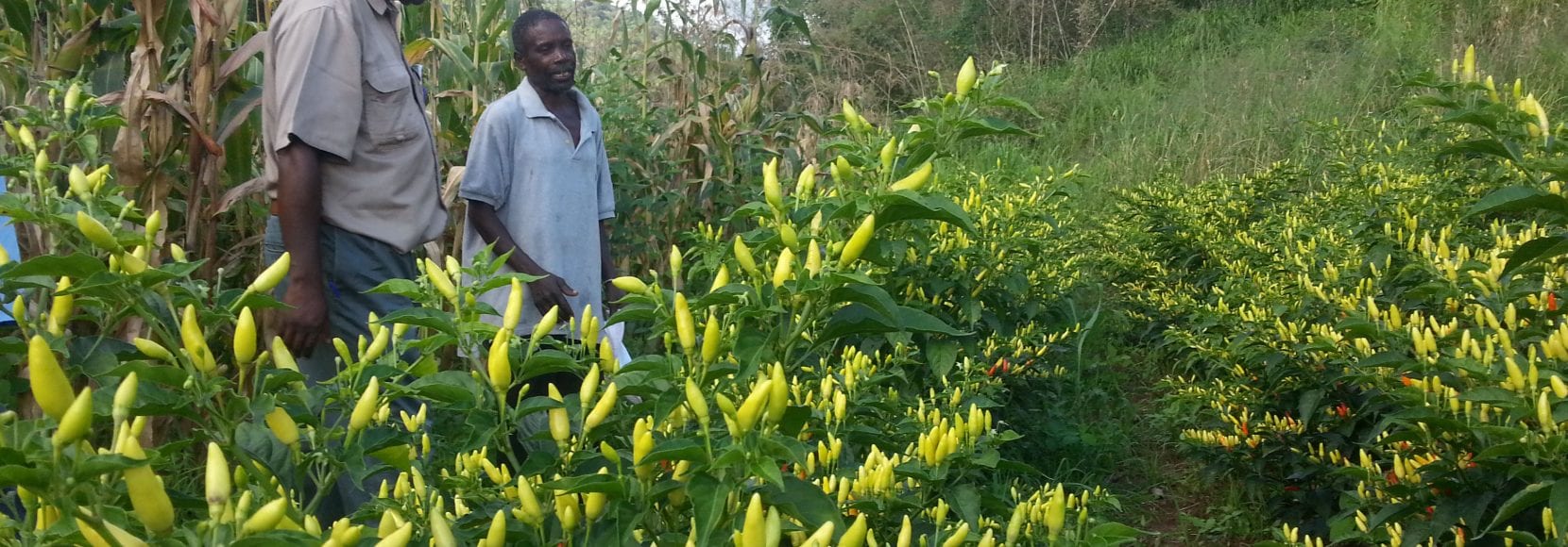 Two men talking in Zimbabwe