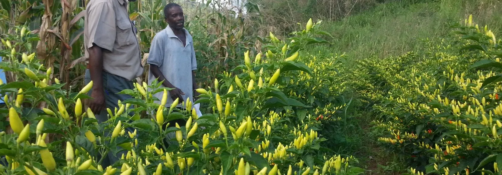 Two men talking in Zimbabwe