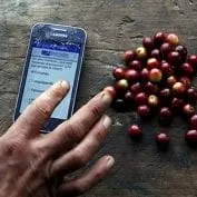 Coffee cherries and a smartphone