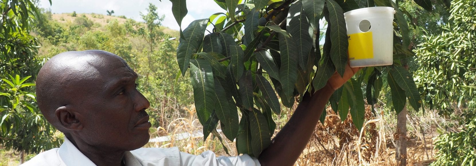 Moses Mwaniki tending to his fly traps