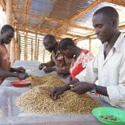 Group of people picking through coffee beans