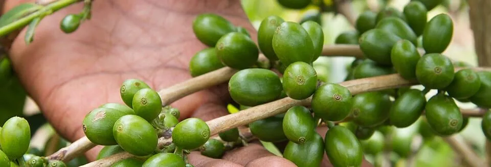 Congolese farmer incomes