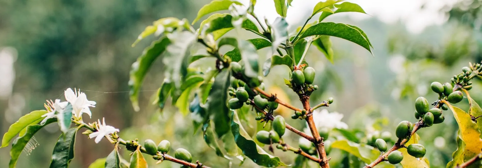 Fruit on the vines