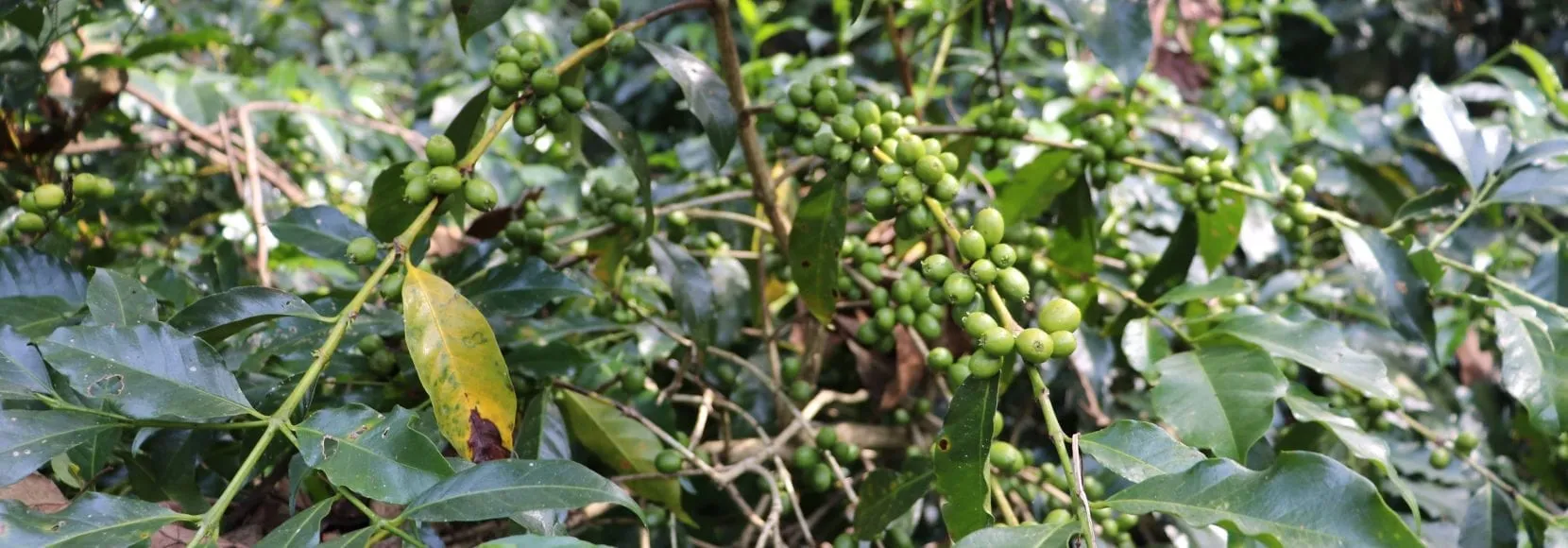 Fruits on the vine