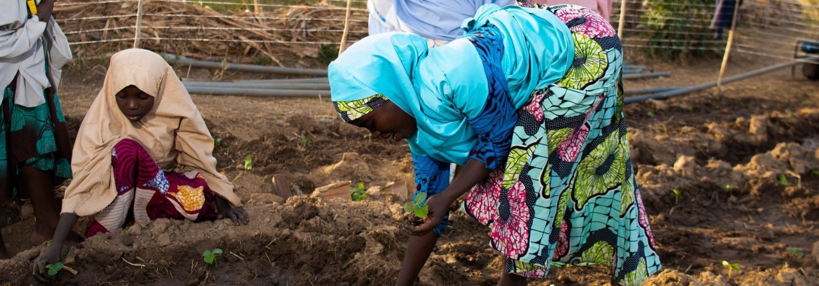 Women tomato farmers in northwest Nigeria