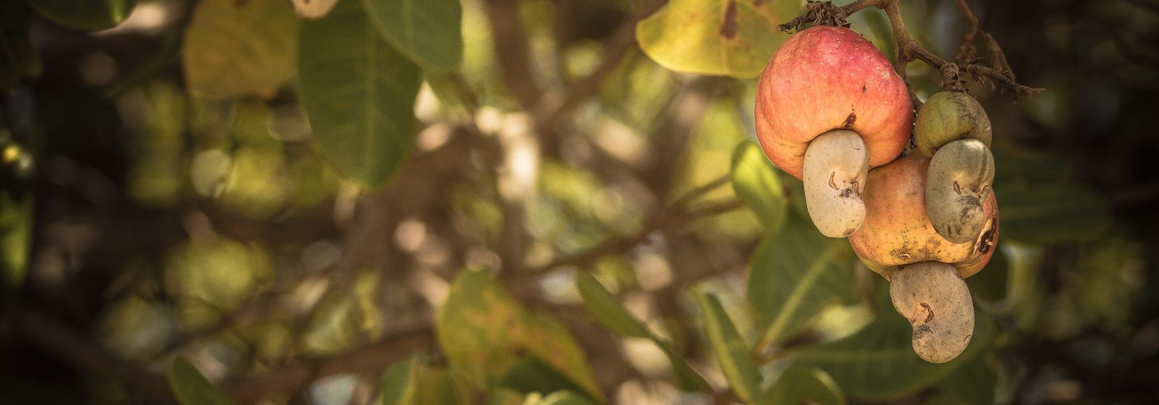 cashews on a tree in africa