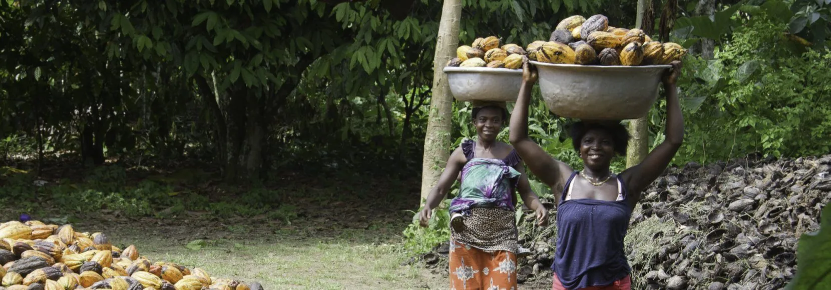 Women carrying cocoa pods on their heads, Divo, C™te d'Ivoire. Women carrying cocoa pods on their heads, Divo, Côte d'Ivoire.