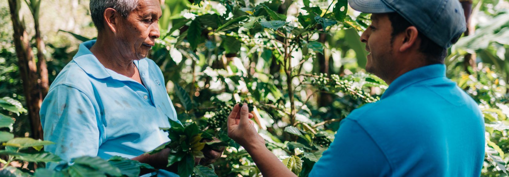 A TechnoServe farmer trainer in Honduras inspects a coffee plant.