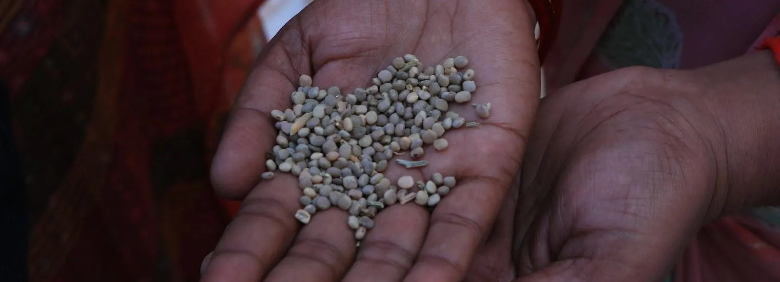 A TechnoServe SGI member holds guar beans, used to make guar gum. It is a crop that is providing incomes for farmers in arid regions of India. (TechnoServe/ Amitoj Kalsi)