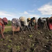 Women smallholder cotton farmers in Uganda gather in a field. Part of a blog post on strategies to address global poverty.