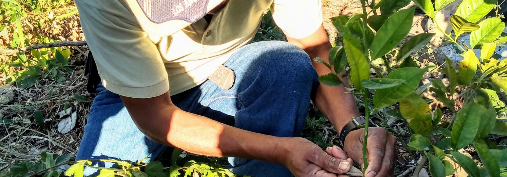 A farmer in Mexico tends to his tomato plants. Part of a blog post on regenerative agriculture in Mexico.