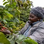 A coffee farmer harvests crops in Kenya