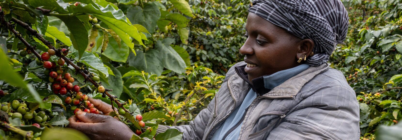 A coffee farmer harvests crops in Kenya