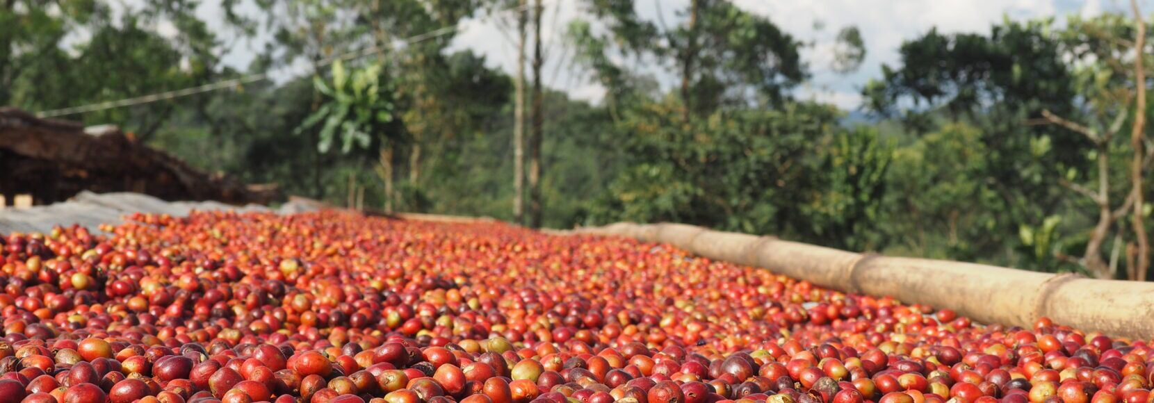 Coffee cherries drying on a rack outside. Part of TechnoServe's January 2025 world news quiz.