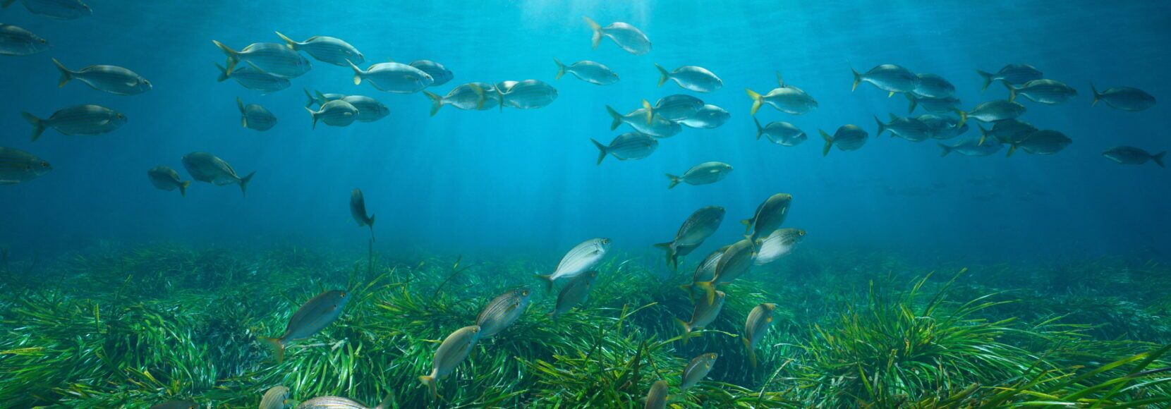 Stock image of fish and seagrass.